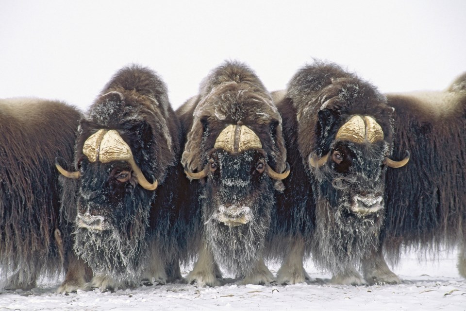 moutain muskox