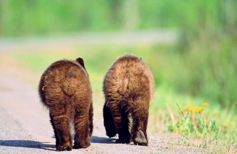 johnemarriott-grz0697_grizzlybums