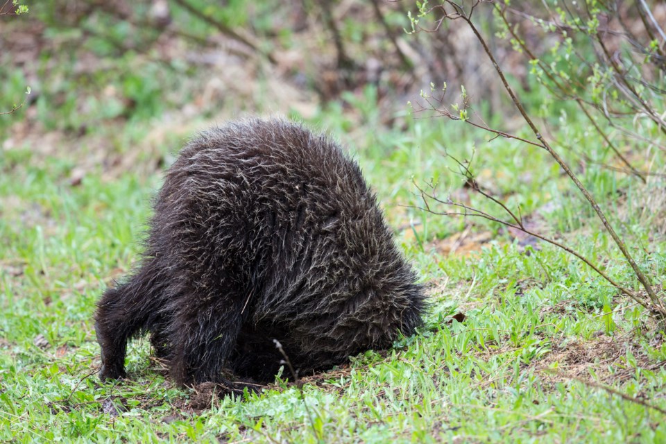 johnemarriott_grz5959_grizzlybear