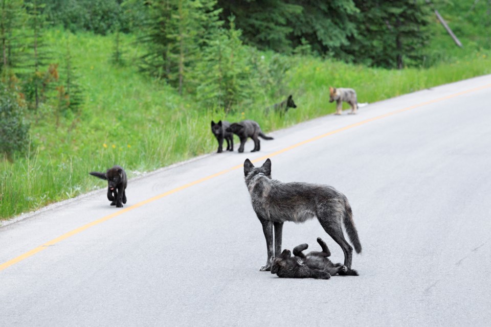 johnemarriott_wlf1621_wildwolfpups