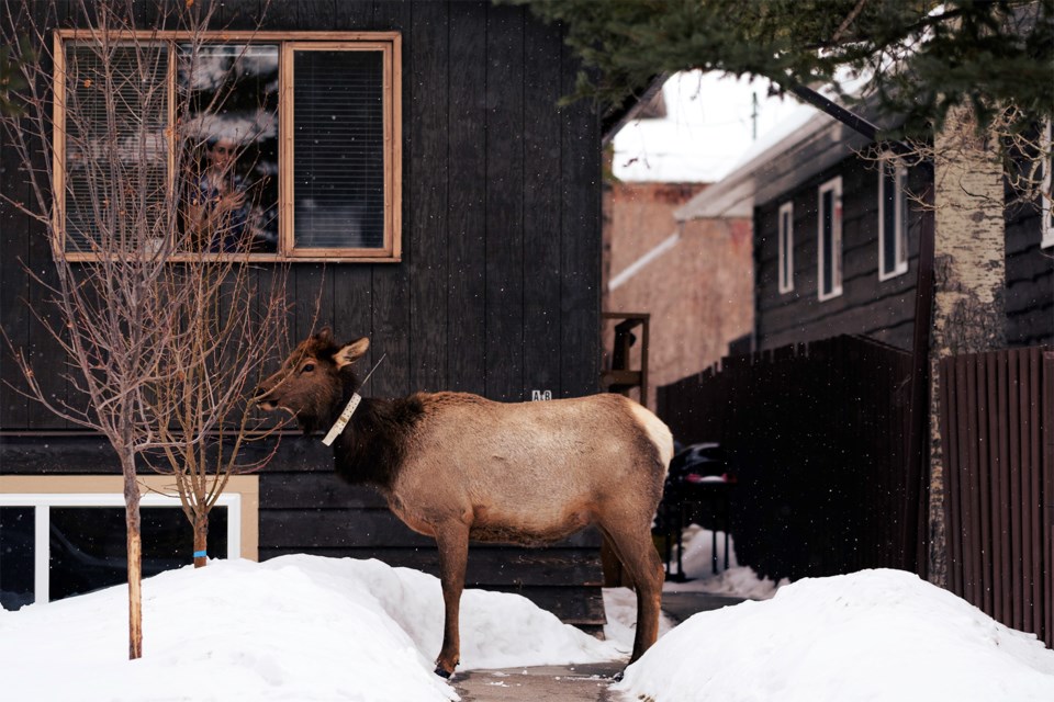 SF_BanffElk_web