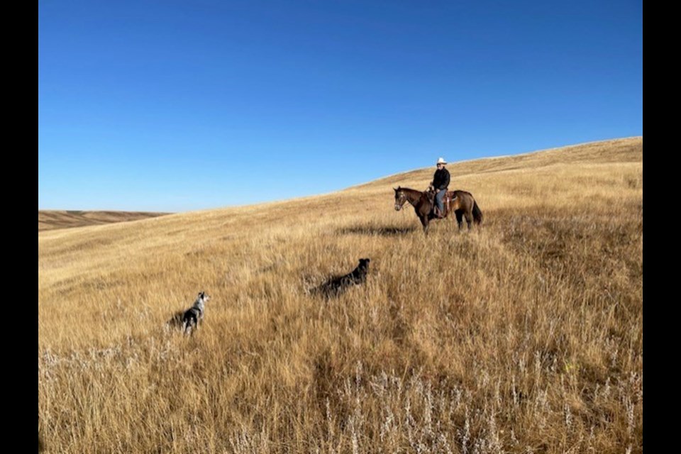 Long Acre Ranch uses horses to work with the cattle as a form of low-stress livestock handling.
