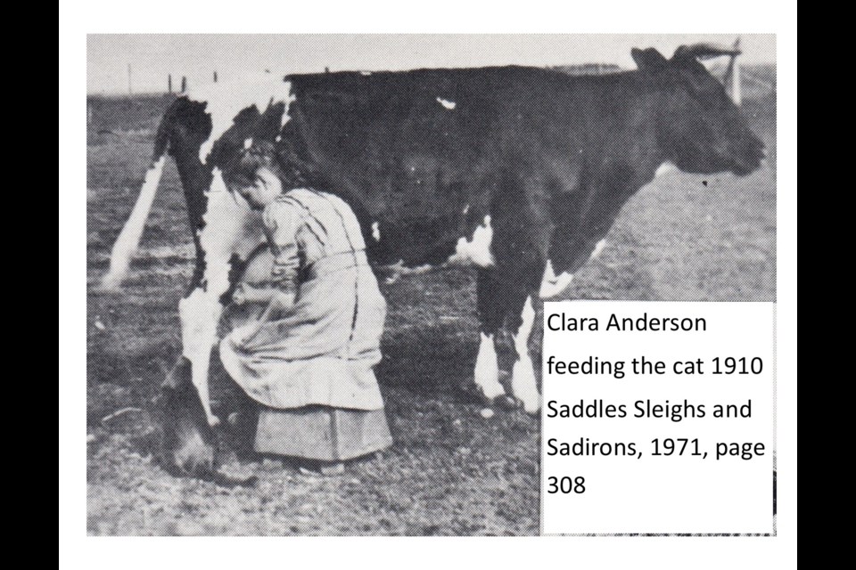 From "Saddles Sleighs and Sadirons," published 1971.
Chestermere resident Clara Anderson feeds a farm cat while milking in 1910.