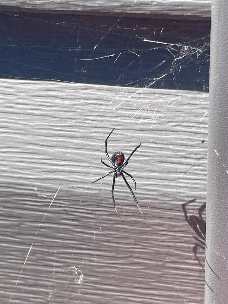 black-widow-2
