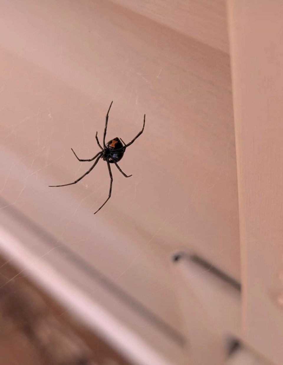 black-widow