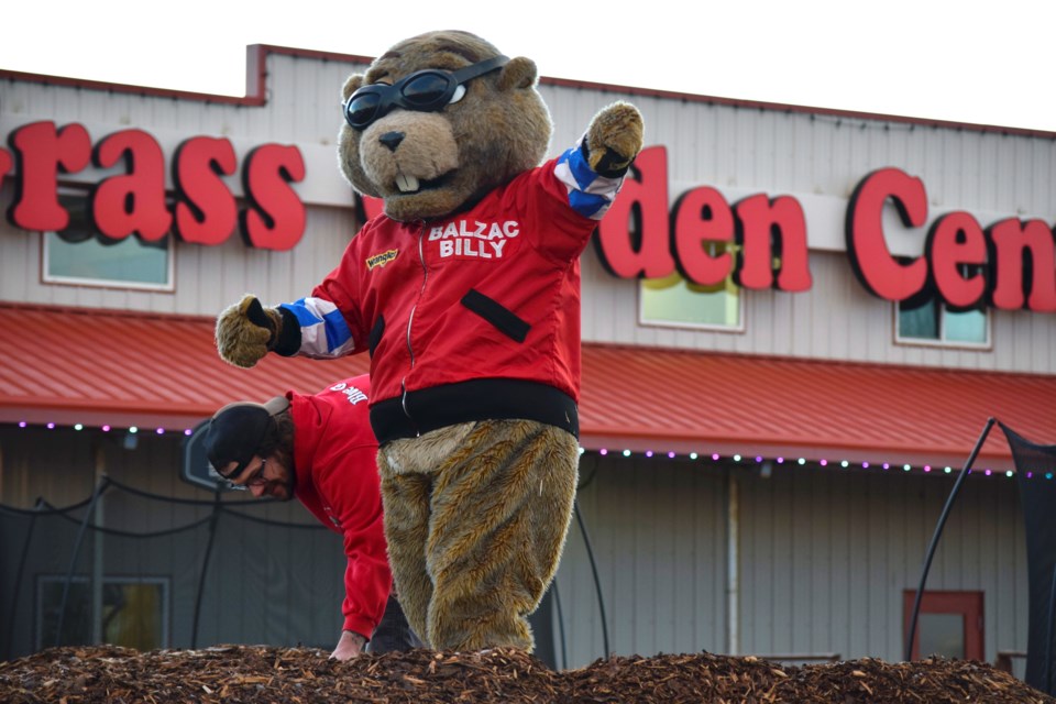 Balzac Billy predicted six more weeks of winter at the annual Groundhog Day celebration at Blue Grass Nursery in Balzac on Feb. 2. The eponymous groundhog saw his shadow, which now means we'll see a longer winter. 