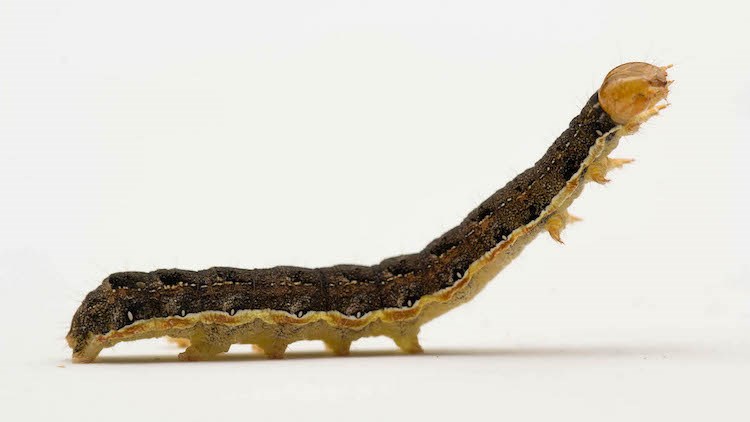 af-bertha-armyworm-thumbnail