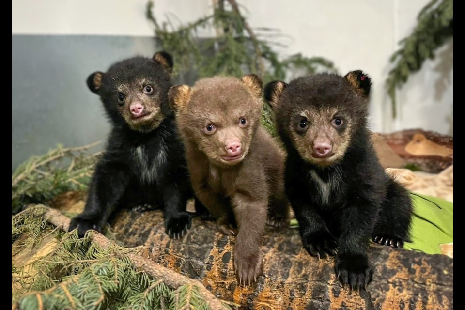A trio of orphaned black bear cubs currently being cared for at AIWC's facility in Madden.