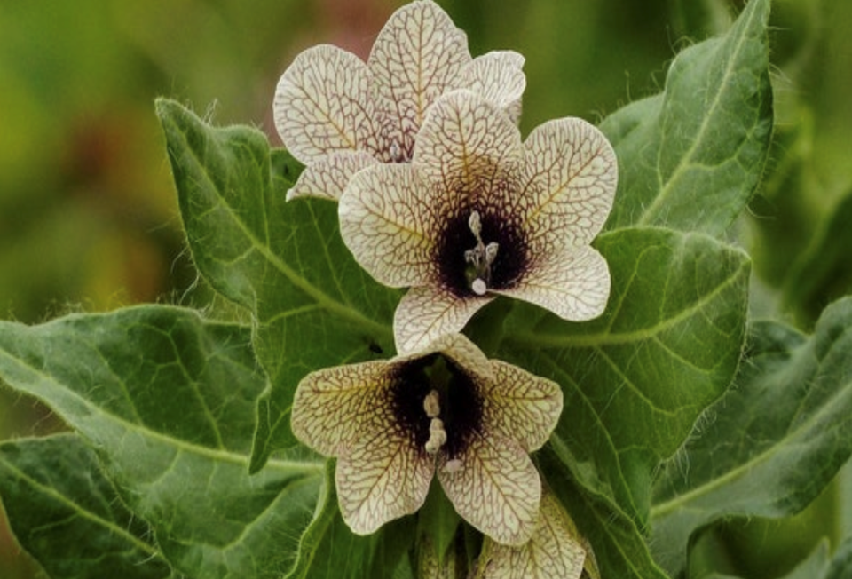black-henbane