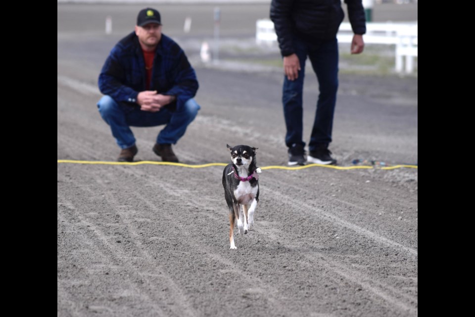 Nearly fifty Chihuahuas took part in the annual Cinco de Derby Chihuahua races at Century Downs Racetrack and Casino in Balzac on May 4. The races were the headlining event in a day full of Cinco de Mayo festivities, including tequila tasting, a Mariachi singer, and a costume contest.  