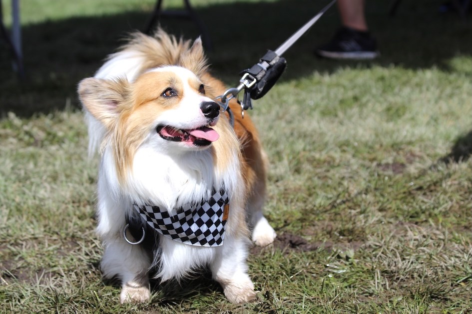 Furry Fun Fest took place on Saturday, July 19. at Cochrane Lion's Centre in support of the Cochrane and Area Humane Society.