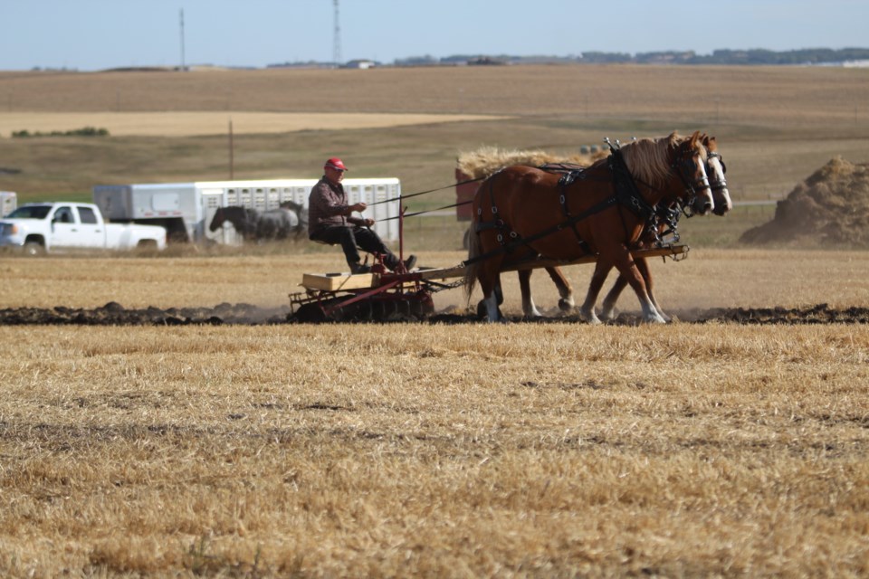 Farming the old fashioned way with horse and plough at the Airdrie and District Ag Society's Art of the Harvest fair. Thousands of local county and city residents turned up to celebrate the country spirit.

