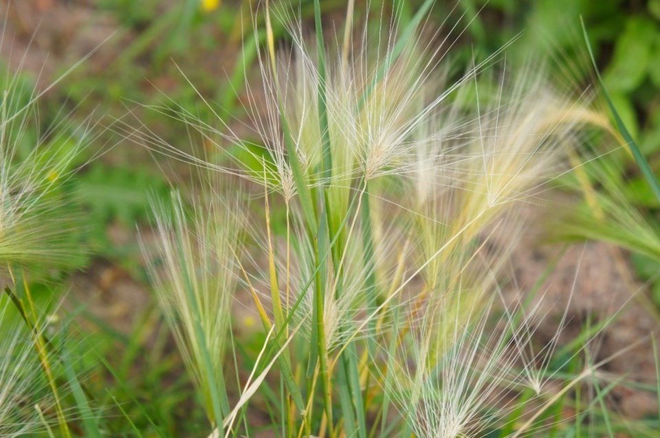 foxtail2