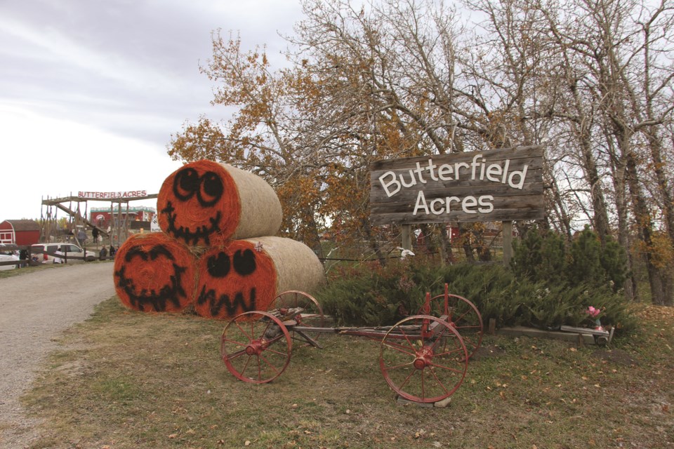 Butterfield Acres hosted its annual Harvest Pumpkin Fest, which runs each weekend in October, on an overcast Saturday afternoon, Oct. 2. 
