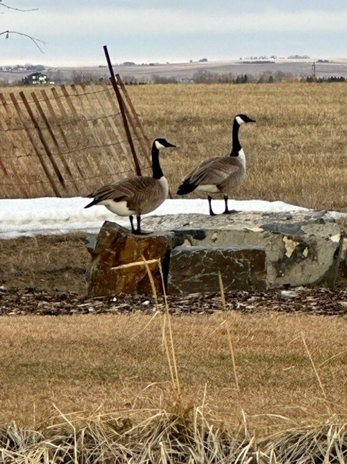 geese