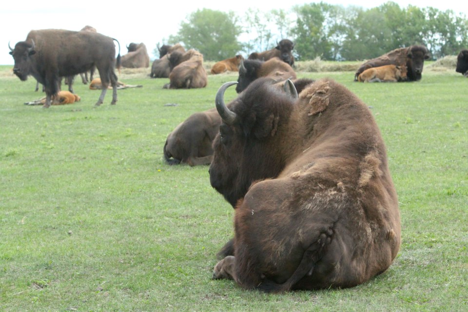 Glengary Bison Ltd. will be opening its doors to visitors during Alberta Open Farm Days  on Aug. 19. However, the bison ranch always welcomes visitors to come out and view these majestic and culturally significant animals to local First Nations and western Canadian identity.