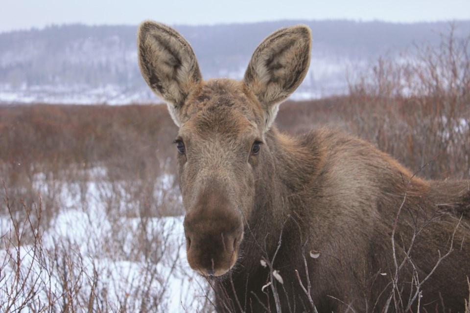 AIWCMoose1Web