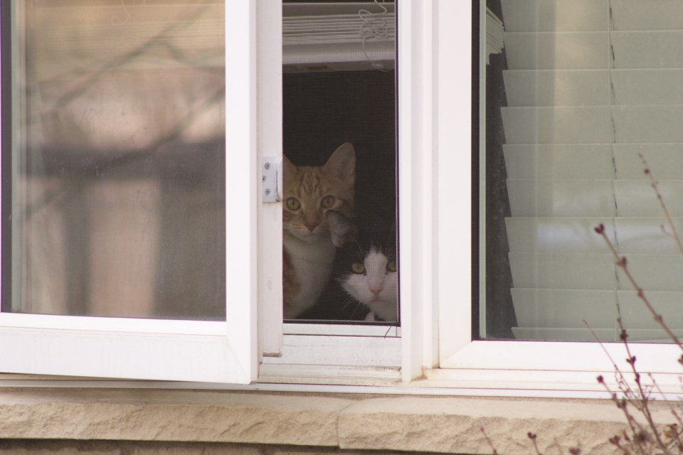 A pair of cats keep on eye on passersby along Windsong Boulevard.