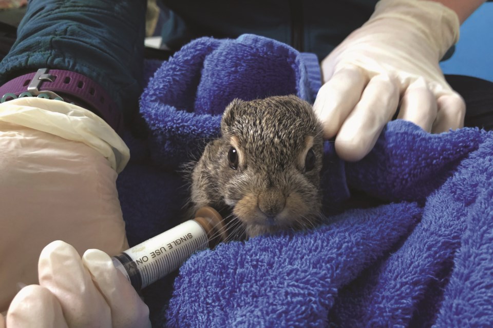 BabyHaresWeb