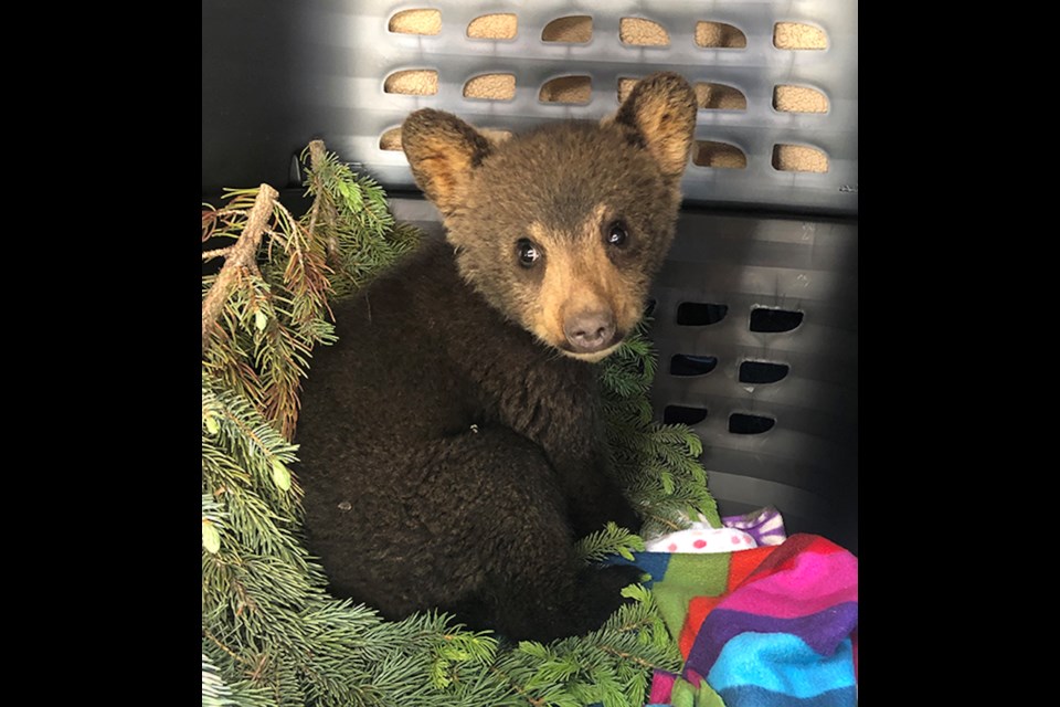 Black Bear cub