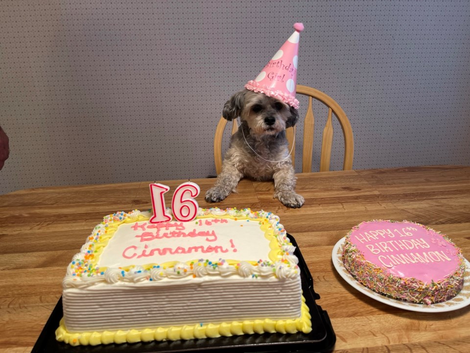 Cinnamon 16th birthday