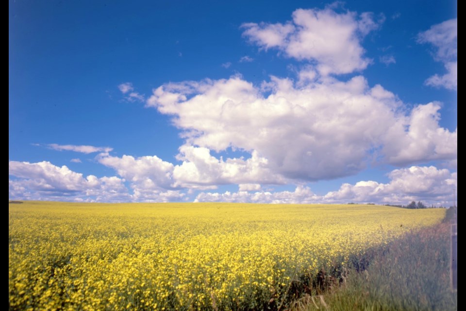 Vancouverite Eric Sorila said he was mesmorized by Alberta's yellow canola fields when he rode his bike from Cochrane to Innisfail in 1986.