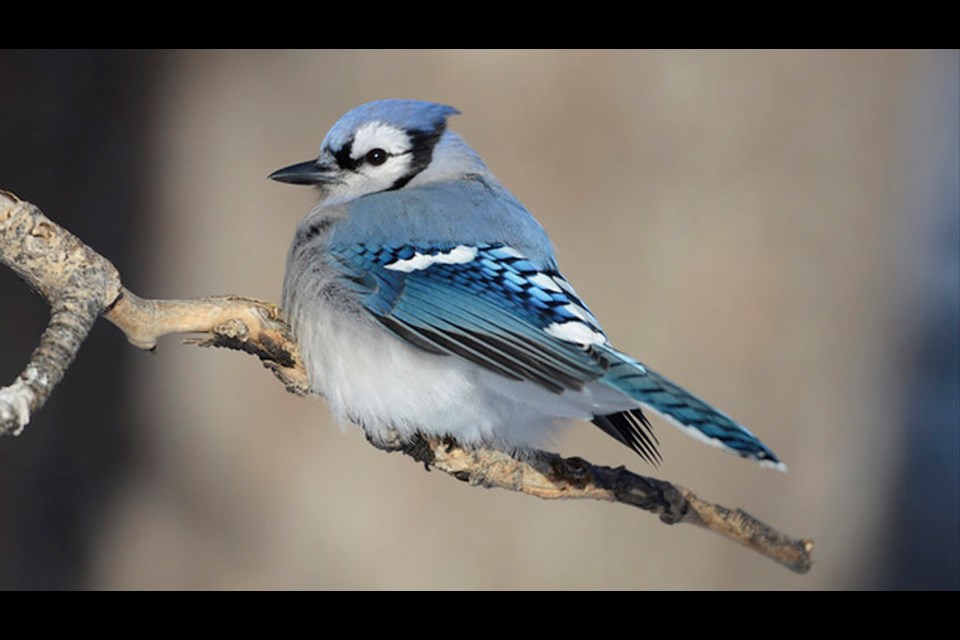 The annual Christmas Bird Count is underway throughout Alberta and Canada. The citizen-led science initiative is now in its 120th year. Photo Submitted/For Airdrie Today