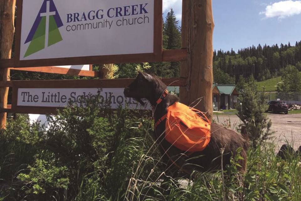 Hendrix is Bragg Creek's billy goat ambassador. This is his second summer on the job. Photo Submitted/For Rocky View Weekly.