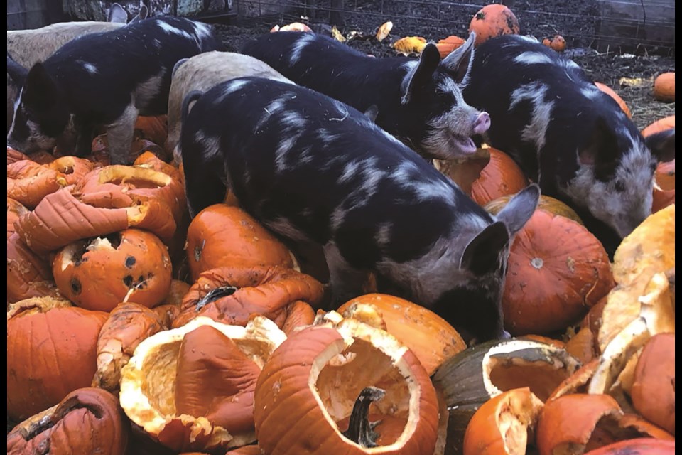 The Pumpkins For Pigs program feeds dozens of Berkshire and Tamworth hogs at Heart Rock Ranch every year after Halloween. Photo submitted/For Airdrie City View.