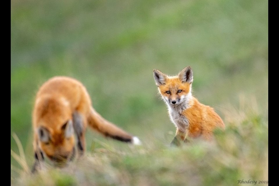 A pair fox kits residing on a property outside of Chestermere, were captured through the lens of local photographer Sharon Rhodes. 
Photo by Sharon Rhodes/For Rocky View Publishing