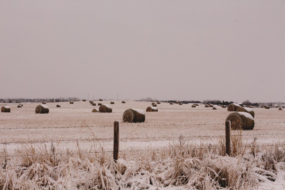 Hay bales on a Range Road just off of Highway 567 east of Airdrie sport a fresh coat of snow on Dec. 12. Photo by Jordan Stricker/Rocky View Weekly.