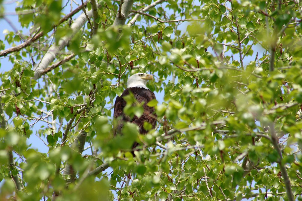 A pair of bald eagles visited Rocky View County resident Tim Masse May 26, flying around the property and hanging around in a nearby tree before moving on.
Photo Submitted/For Rocky View Publishing