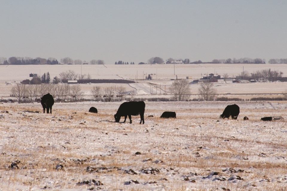 Cows dig in for lunch near Range Road 12 on a sunny February day.  Photo by Jordan Stricker/Rocky View Weekly