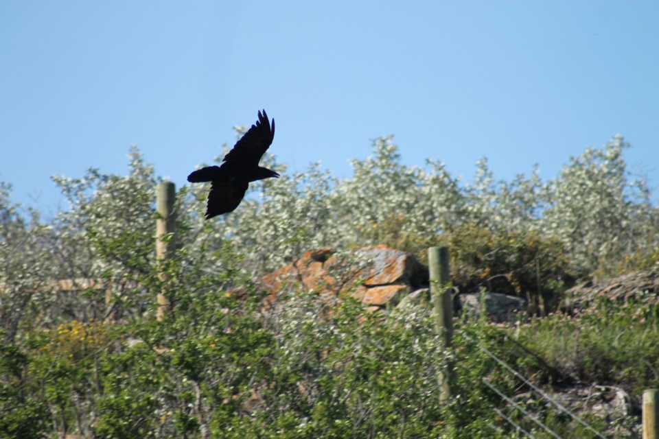 Summertime brings out the best at Big Hill Springs Provincial Park, located in between Cochrane and Airdrie. A trip in early August provides photographers the opportunity to take plenty of photos of the park's wildlife, fauna, and spring.