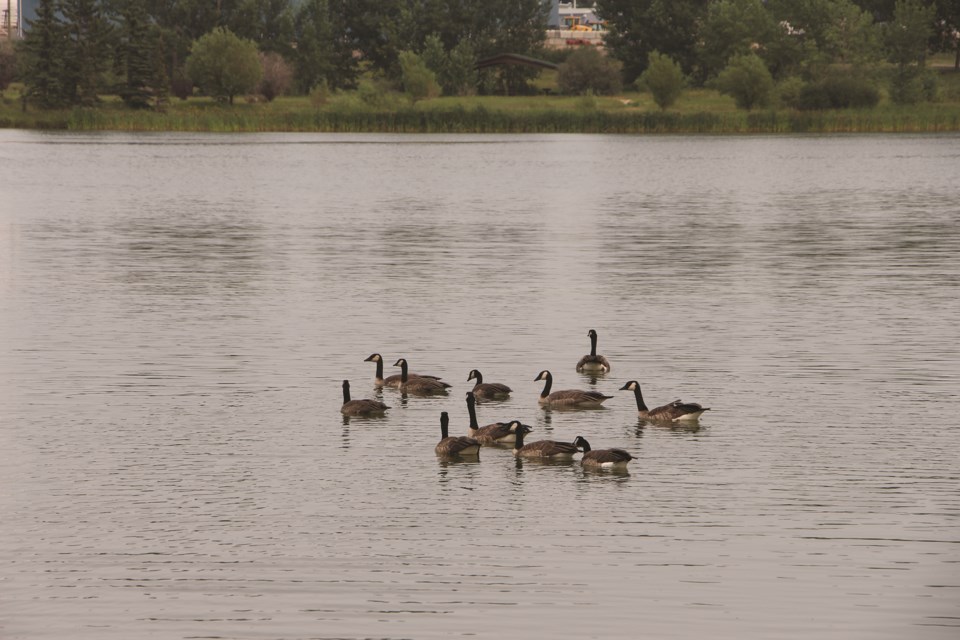 FRONT-BunchOfGeese