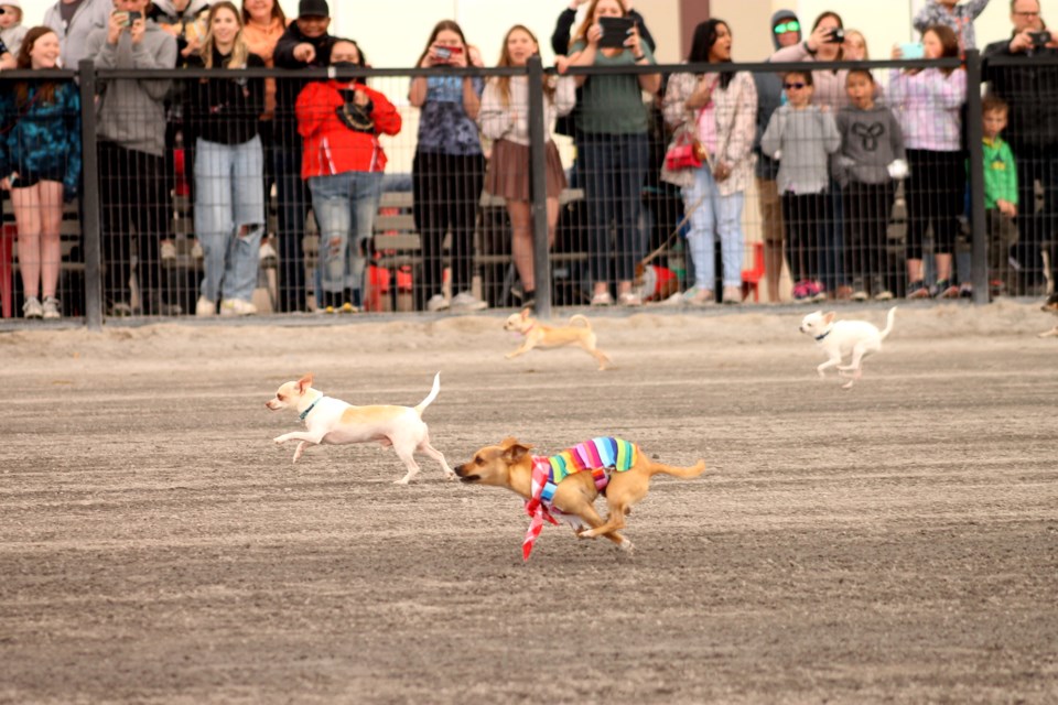 And they're off! Two chihuahuas race toward the finish line on May 7, during Century Downs Racetrack and Casino's annual Chihuahua racing event.