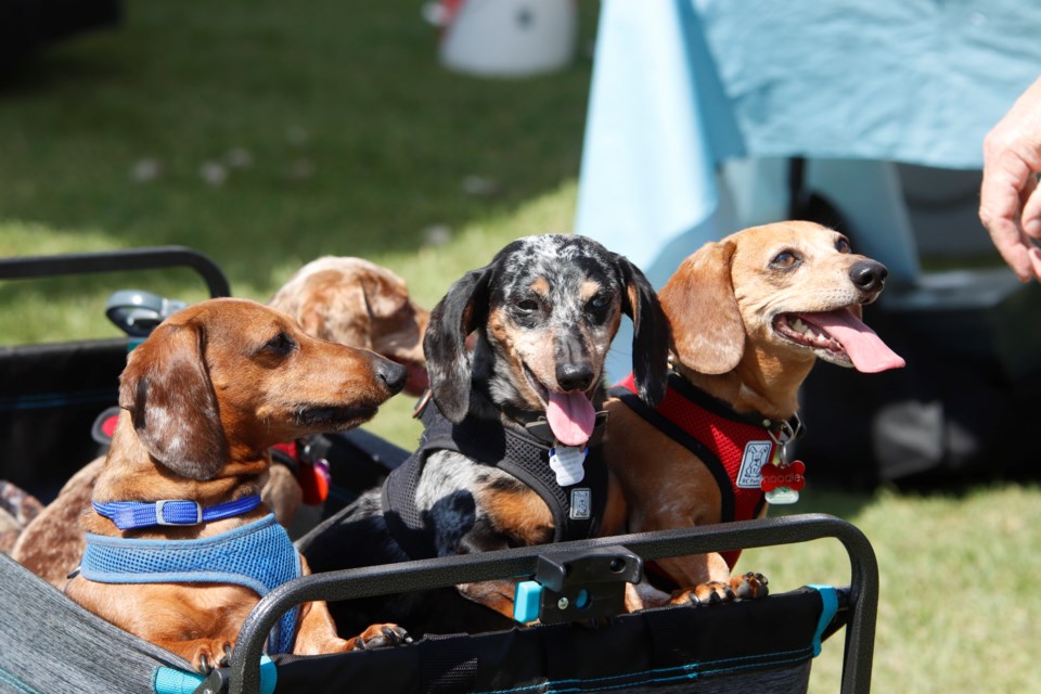 Pet-lovers and their furry friends enjoyed a day of animal-themed fun at the inaugural Pawz in the Park event at Nose Creek Park on July 22.