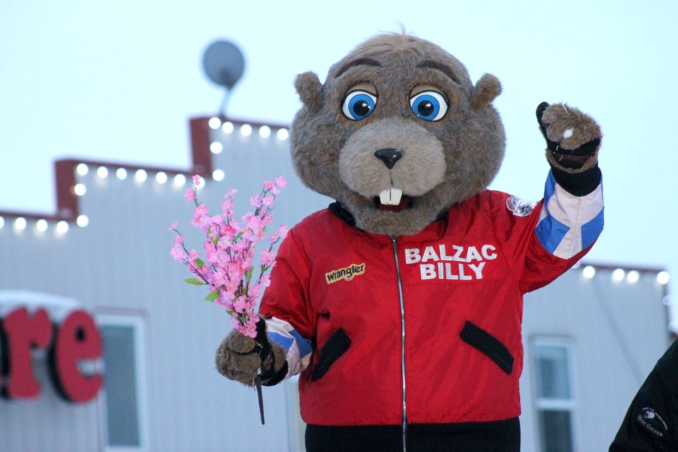 Balzac Billy is calling for an early spring in 2023, after the groundhog did not see his shadow at Blue Grass Nursery, Sod and Garden Centre on Thursday morning.