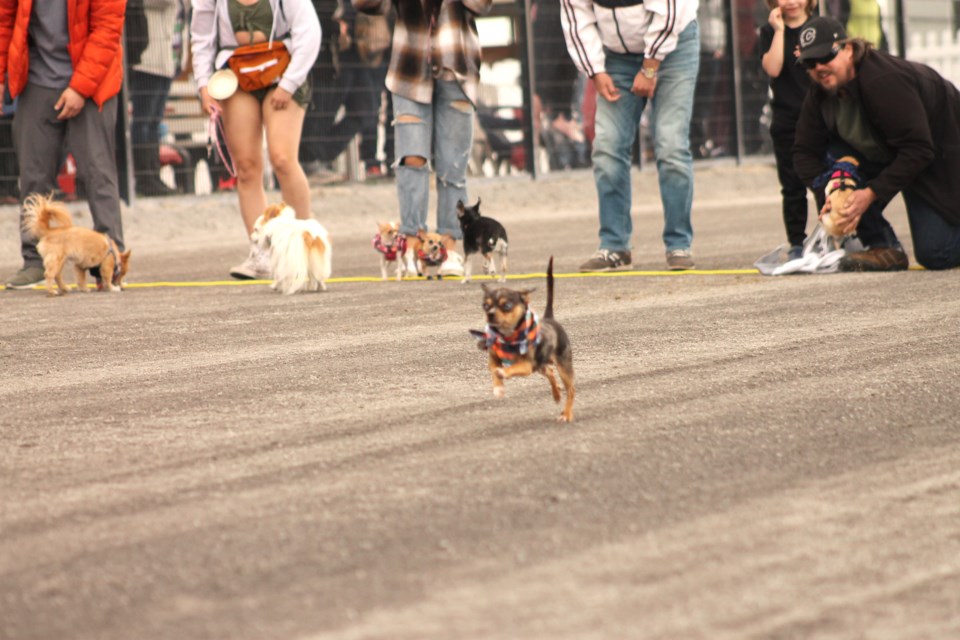 GALLERY-Chihuahuas8