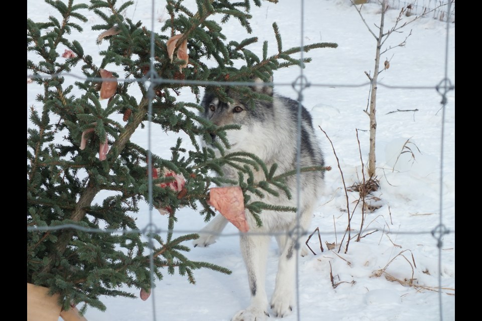 On Jan. 7, wolfdogs at the Yamnuska Wolfdog Sanctuary near Cochrane ate meat that had been hanging off of trees in their enclosures to encourage their problem-solving behaviour.