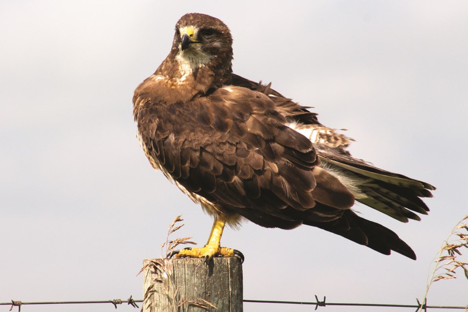 A bird sits atop a rural fence post July 31, in Rocky View County. Photo by Jordan Stricker/Rocky View Weekly.