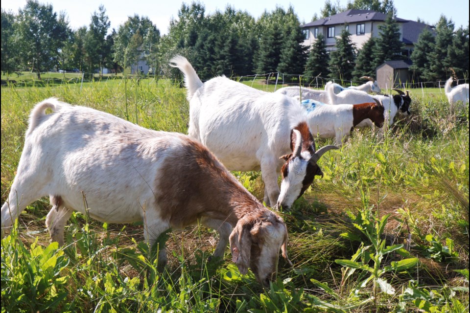 Goats from Baah'd Plant Management and Reclamation helped the Sharp Hill Preservation Society tackle the thistle problem at Sharp Hill Park Aug. 26. 
Photo by Allison Chorney/Rocky View Publishing