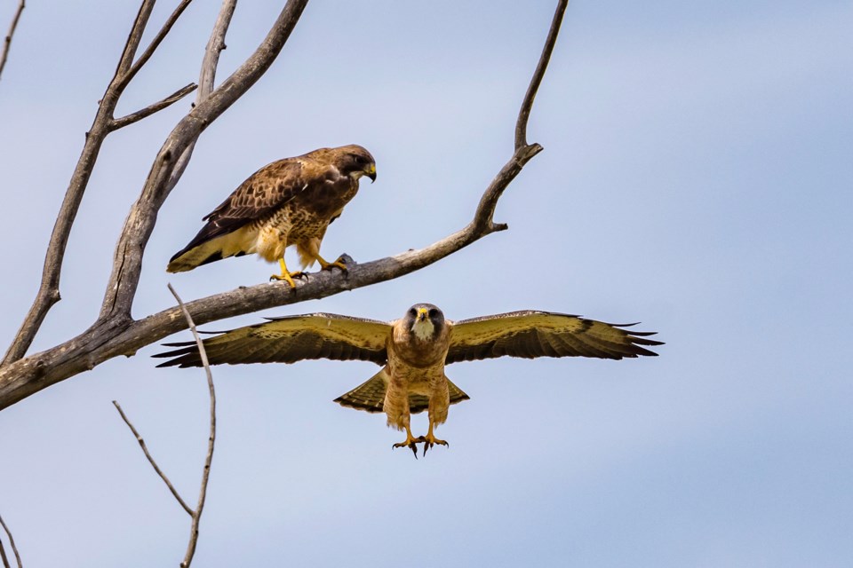 Leann McHarg sent us photos of these two hawks along Township Road 240, near her Division 4 property.
Photo Submitted/For Rocky View Publishing