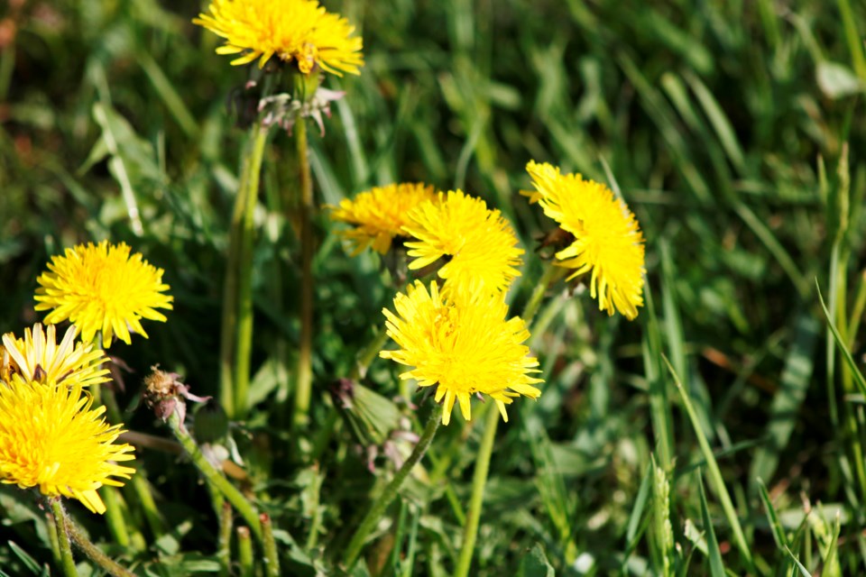 Dandelions are one of the first plants to sprout in the spring even where there is still frost on the ground. Some consider dandlions to be an annoying weed, but often their sight is welcomed as a signaling of the green grass and vibrant plant life of summer. 
Photo by Nathan Woolridge/Rocky View Publishing