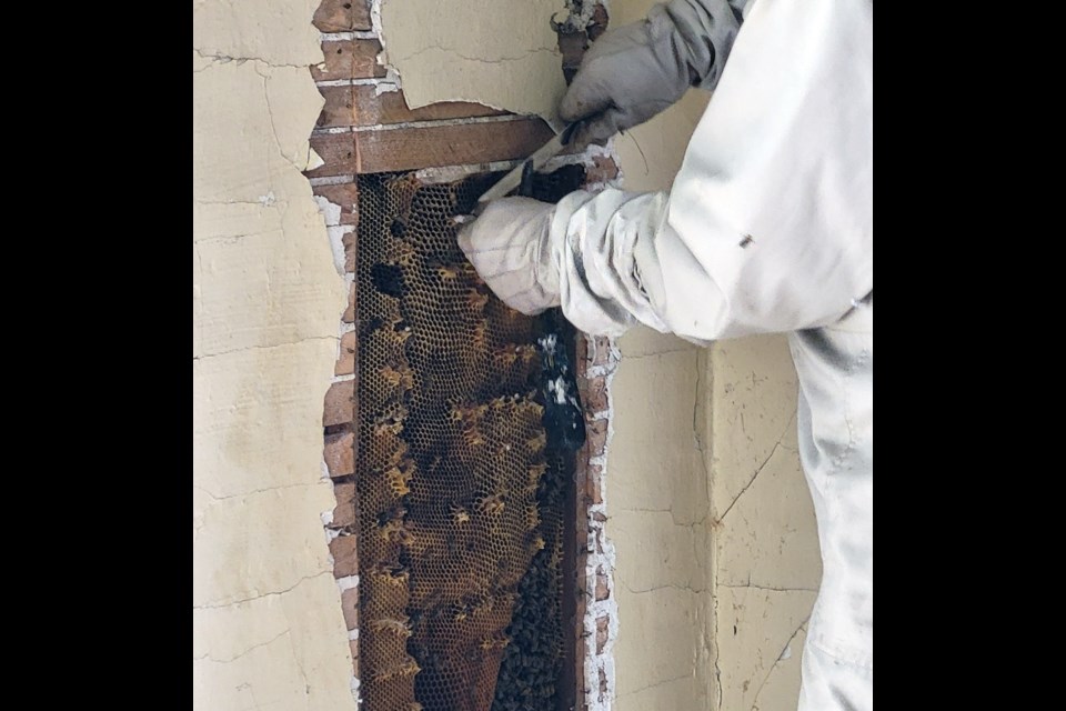 The discovery of a bee colony in the walls of the Irricana Hotel renovation site meant the tens of thousands of black and yellow bugs had to be carefully extracted.