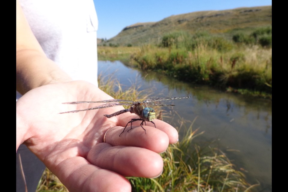 The Bio Blitz on June 10 will help Big Hill Creek Preservation Society with wildlife and species monitoring throughout the creek valley.