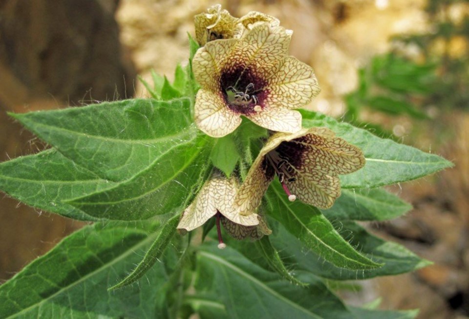 ln-blackhenbane1