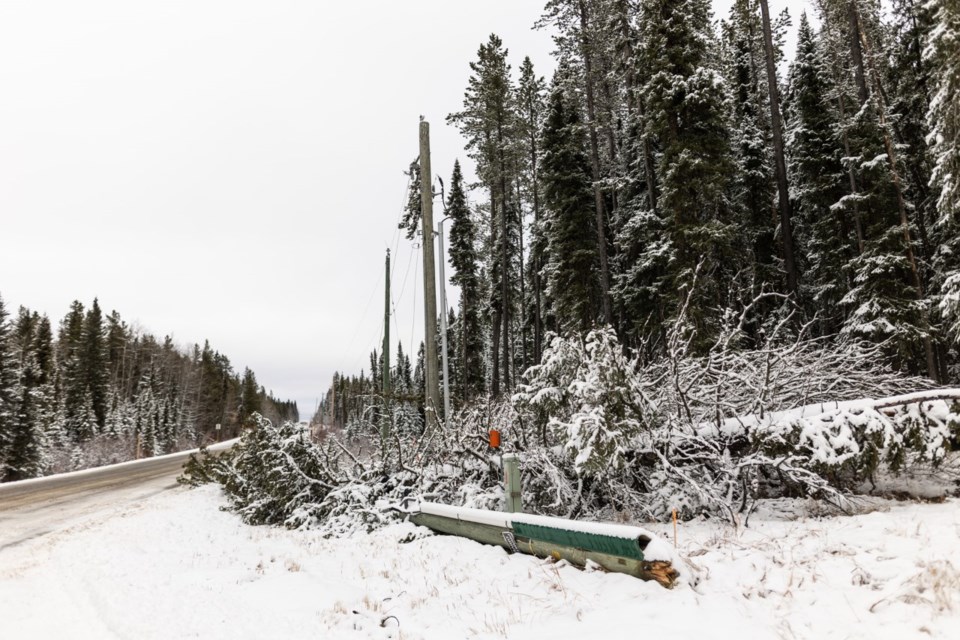 A downed power line rests amid the debris of a felled tree on Dec. 2, near Bragg Creek.