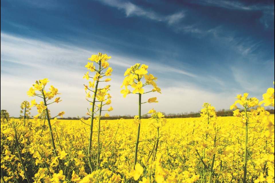 Some  residents of east Rocky View County have reported witnessing people stealing truck-loads of canola from local farmers' fields. Photo by Denes Kozma/Unsplash.