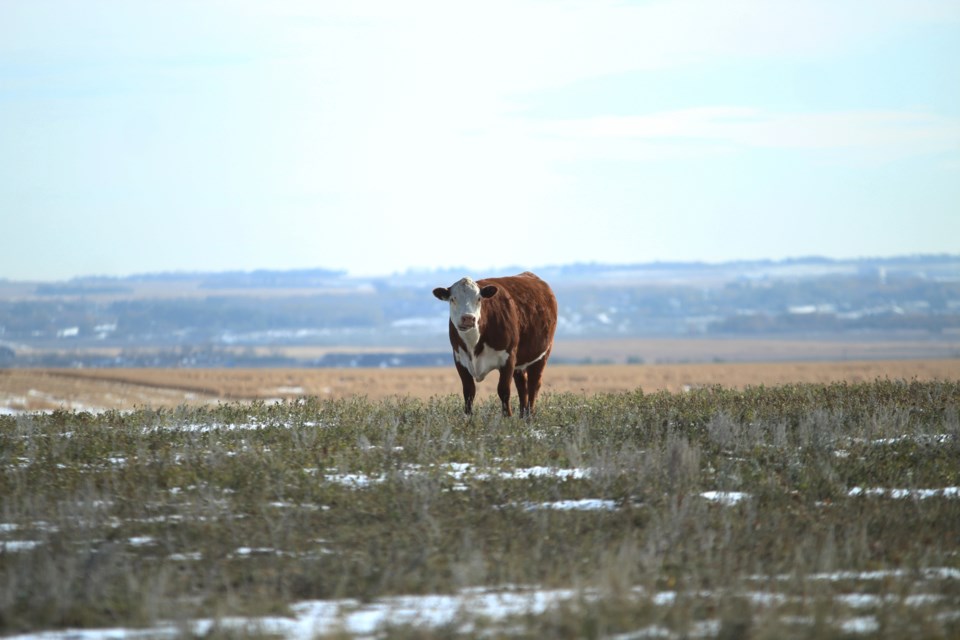 The Canadian Cattlemen's Association will engage with the public over the next three years to discuss how the ranching industry is viewed nationally and internationally.